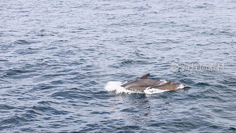 一只年轻的领航鲸(Globicephala melas)紧紧地靠近它的母亲，它们在挪威安第斯附近凉爽、广阔的海洋中同步游泳